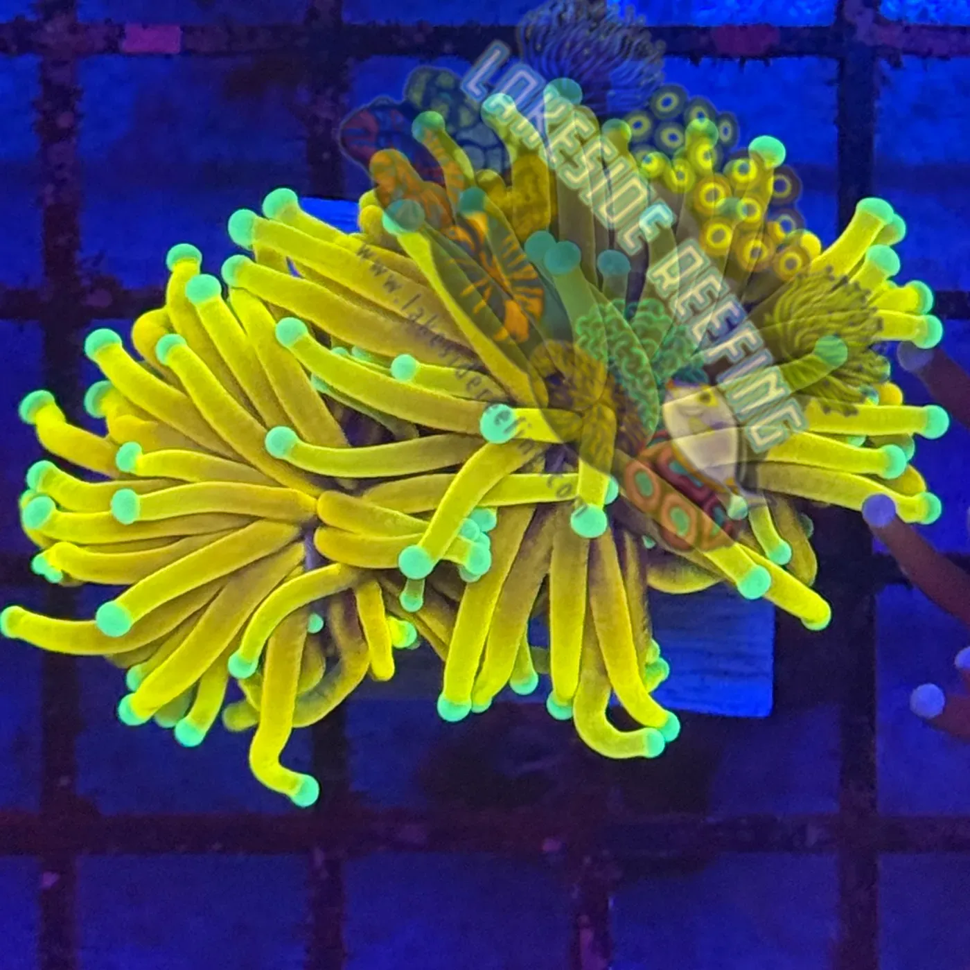 Ultra Yellow Malaysian God Torch R2B9 Lakeside Reefing