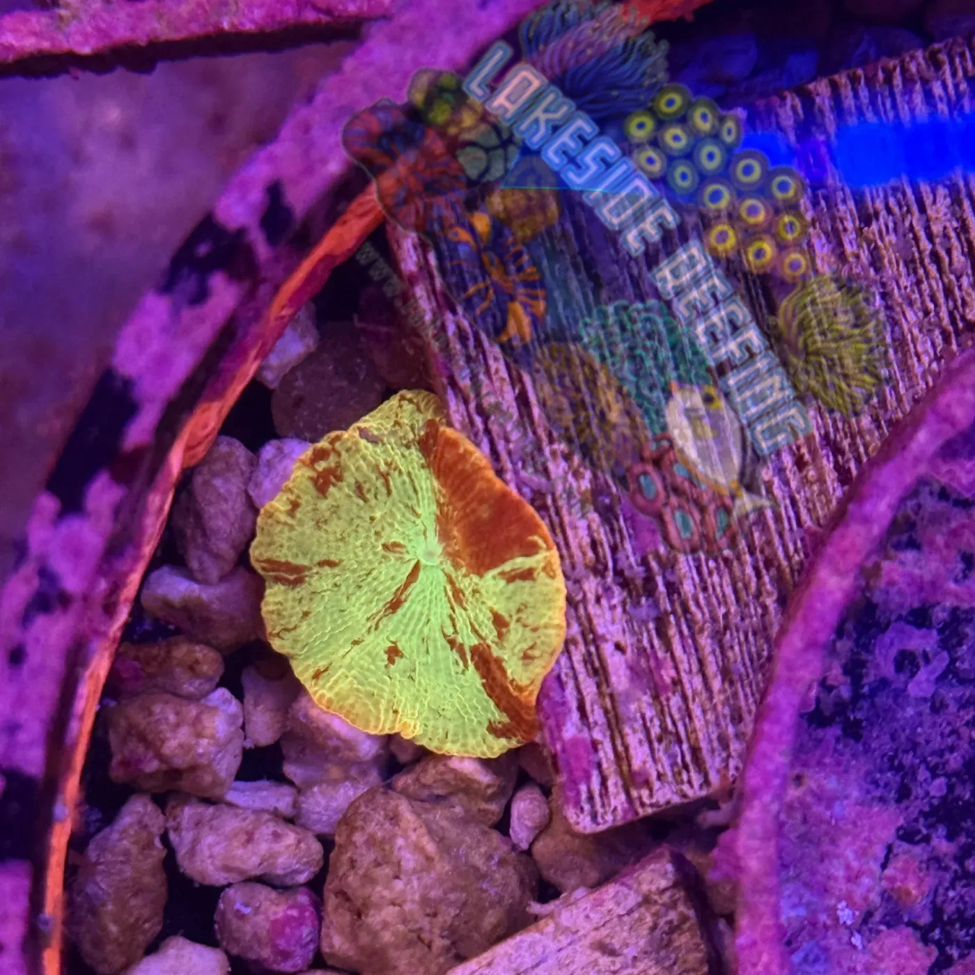 Jawbreaker Shroom Lakeside Reefing