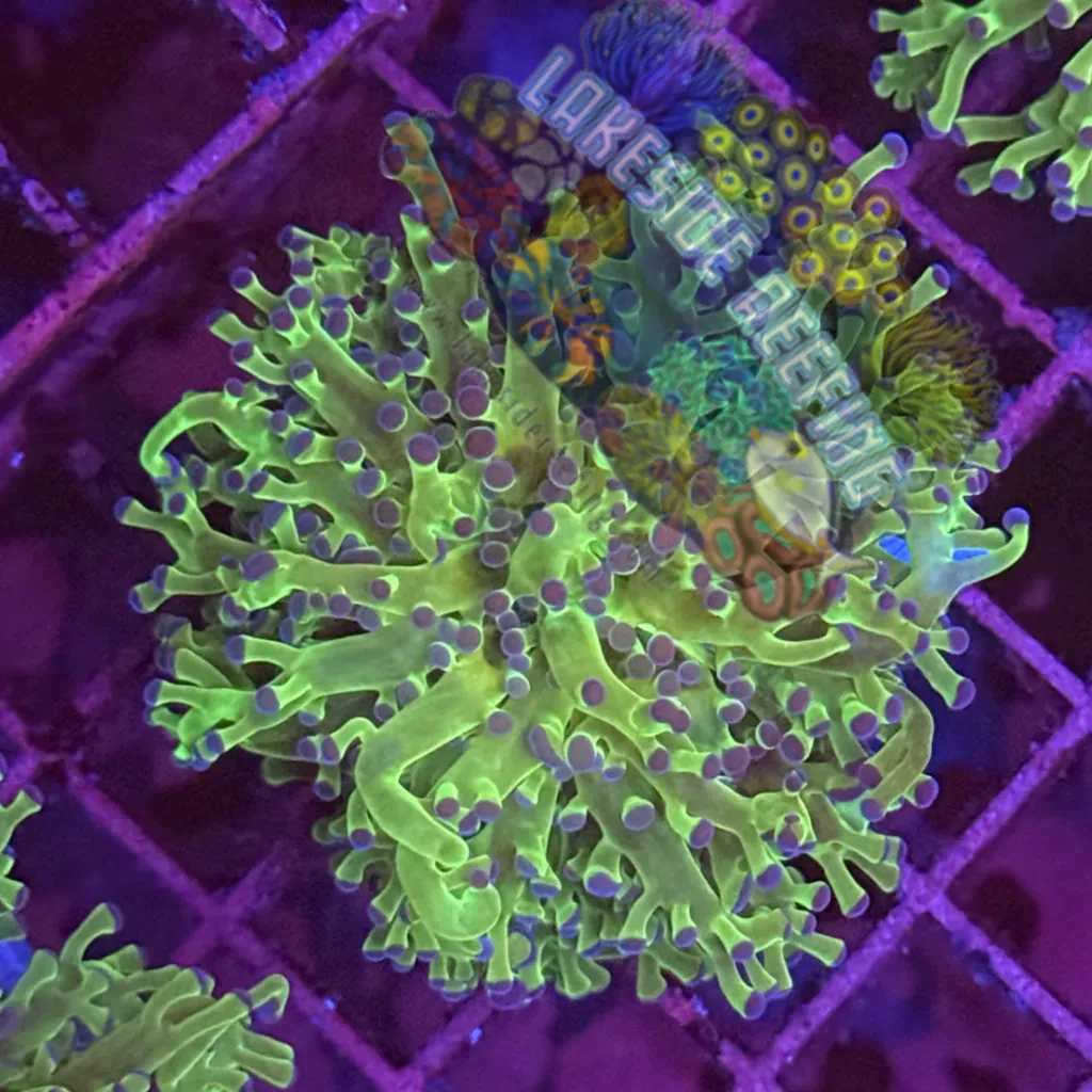 Green with Blue Tips Frogspawn R1A3 Lakeside Reefing