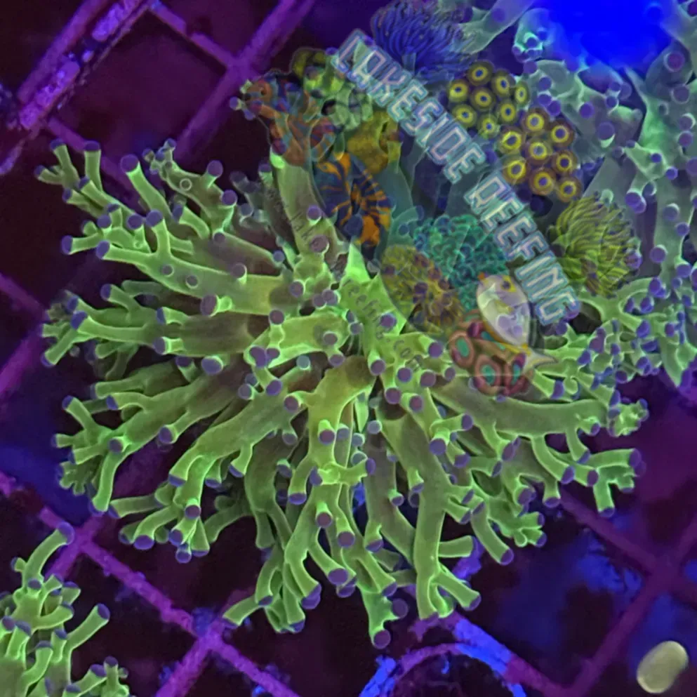 Green with Blue Tips Frogspawn R1A2 Lakeside Reefing