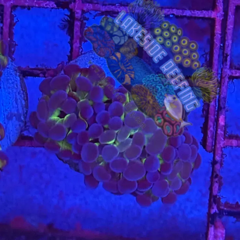 Bicolor Metallic Hammer Coral R1C1 Lakeside Reefing