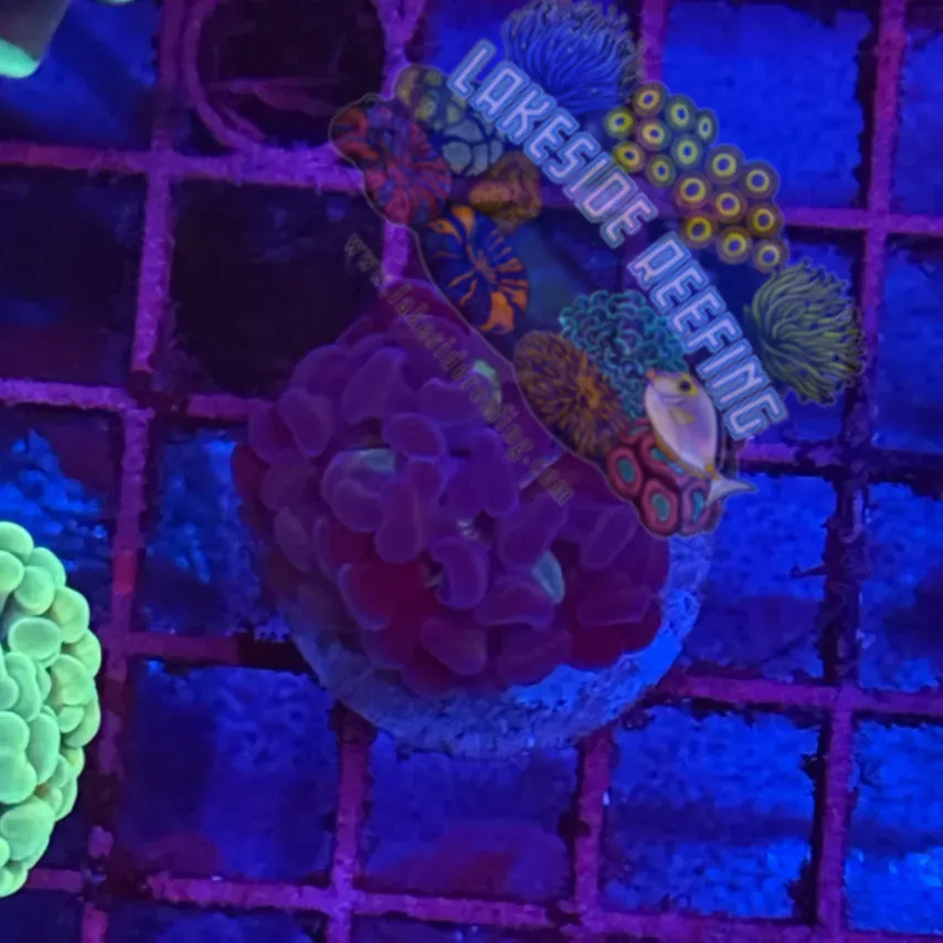 Bicolor Metallic Hammer Coral R1D2 Lakeside Reefing