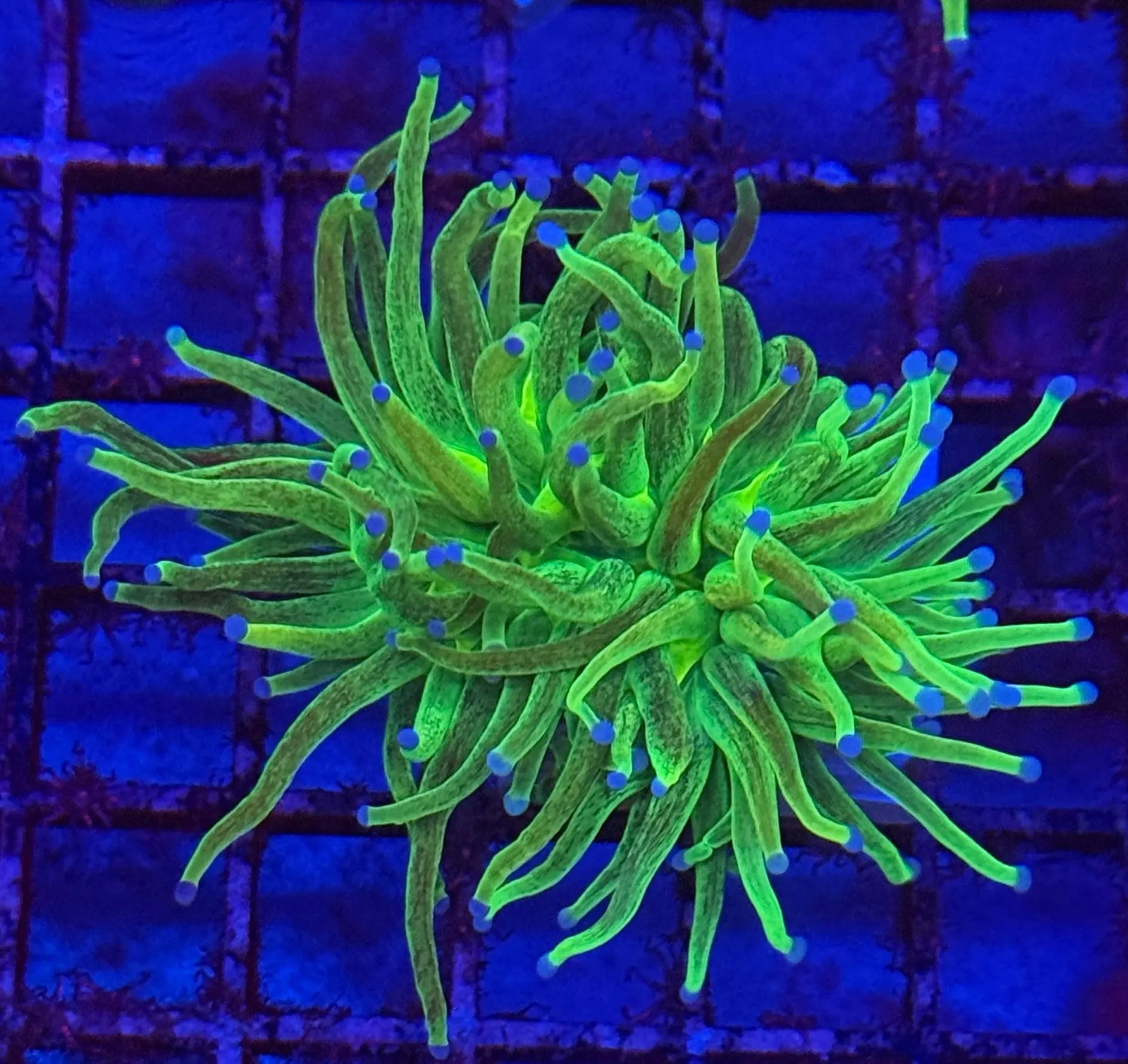 Ultra Glitter Holy Grail Torch Coral R4B4