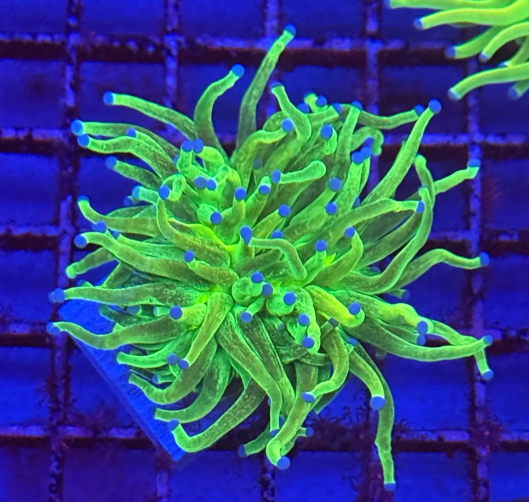 Ultra Glitter Holy Grail Torch Coral R4B5