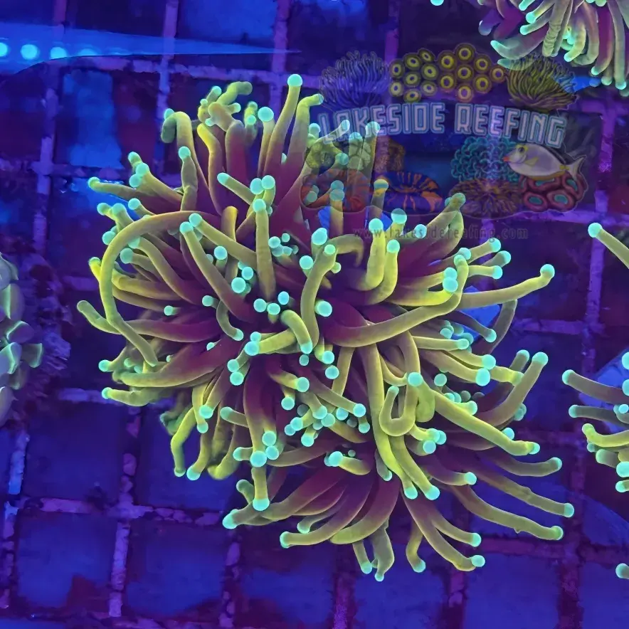 Freezerburn Torch Coral R4A1