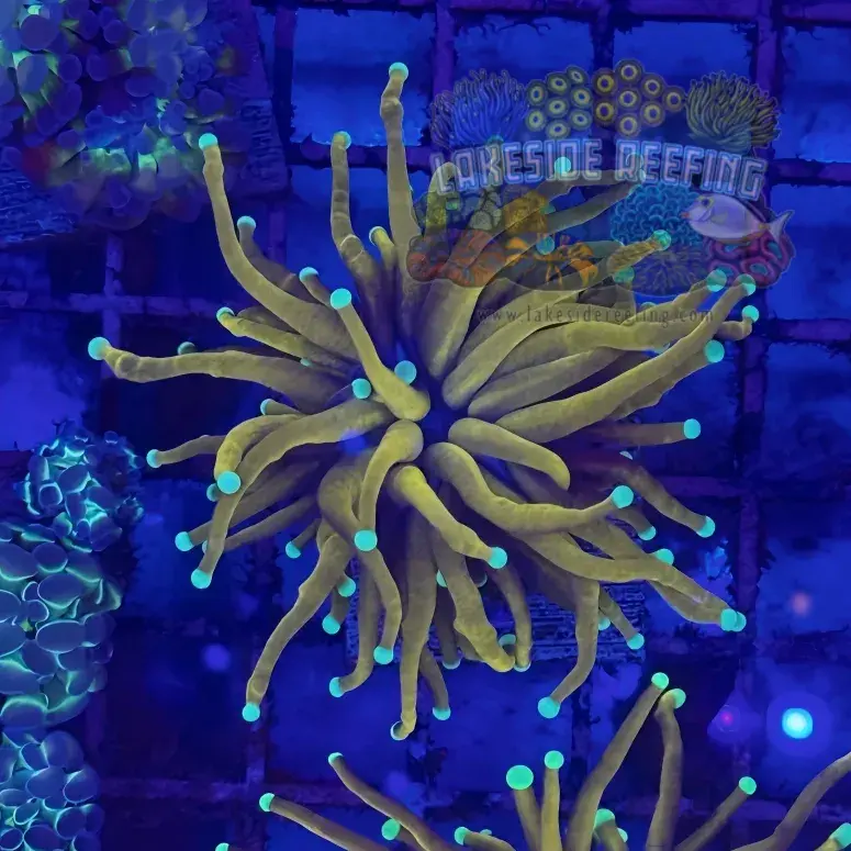 Indo Black Panther Coral R4A4