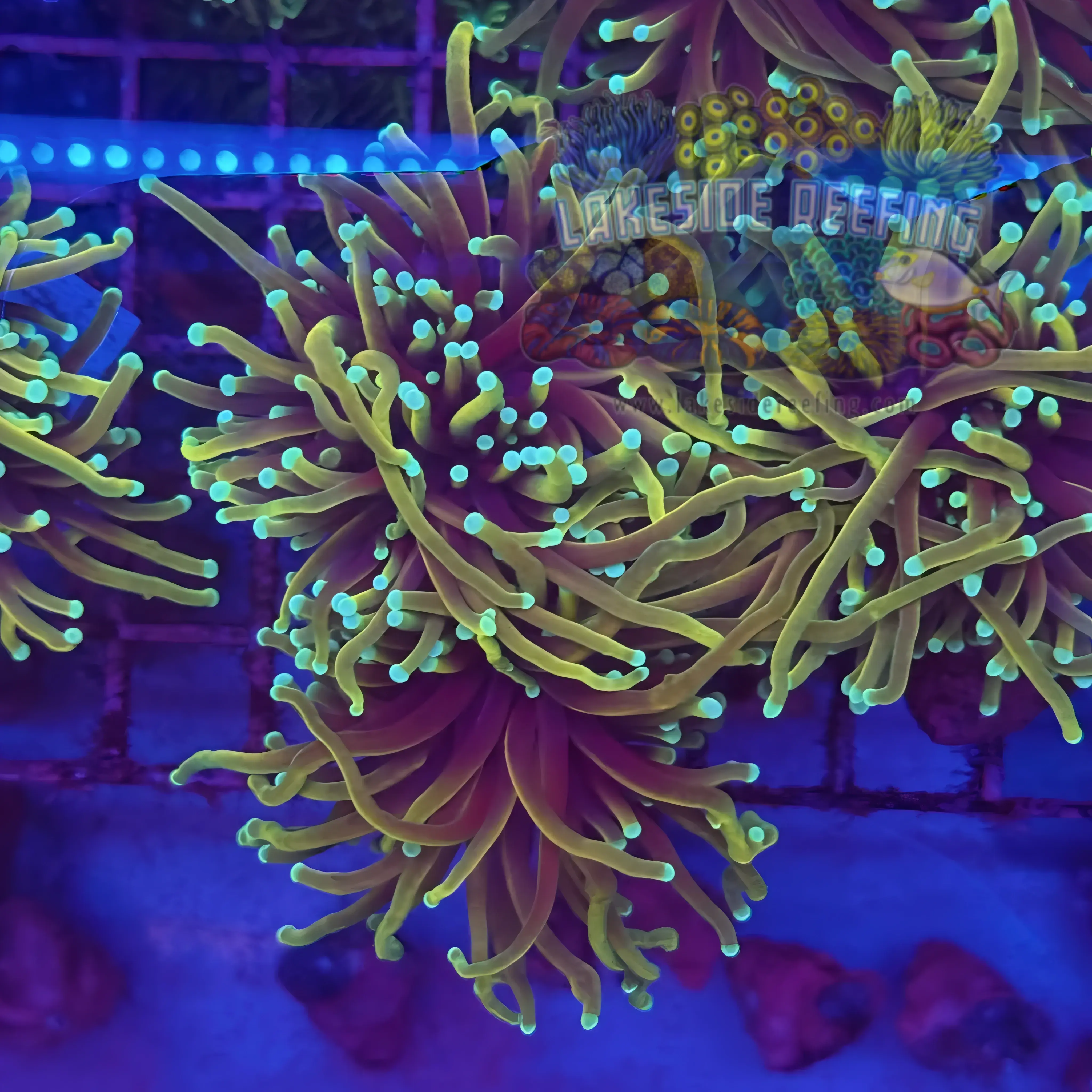 Freezerburn Torch Coral R4B1