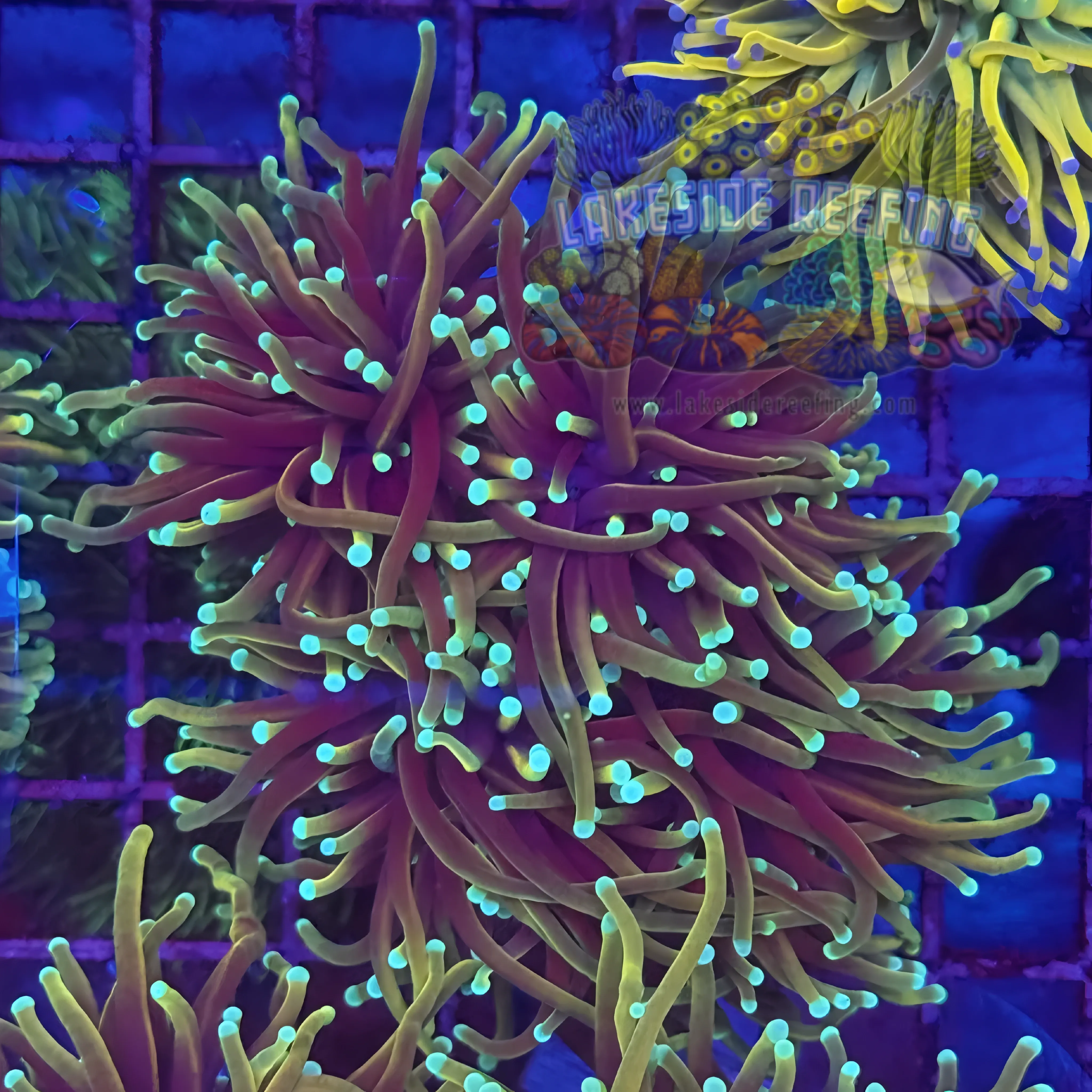 Freezerburn Torch Coral R4B2