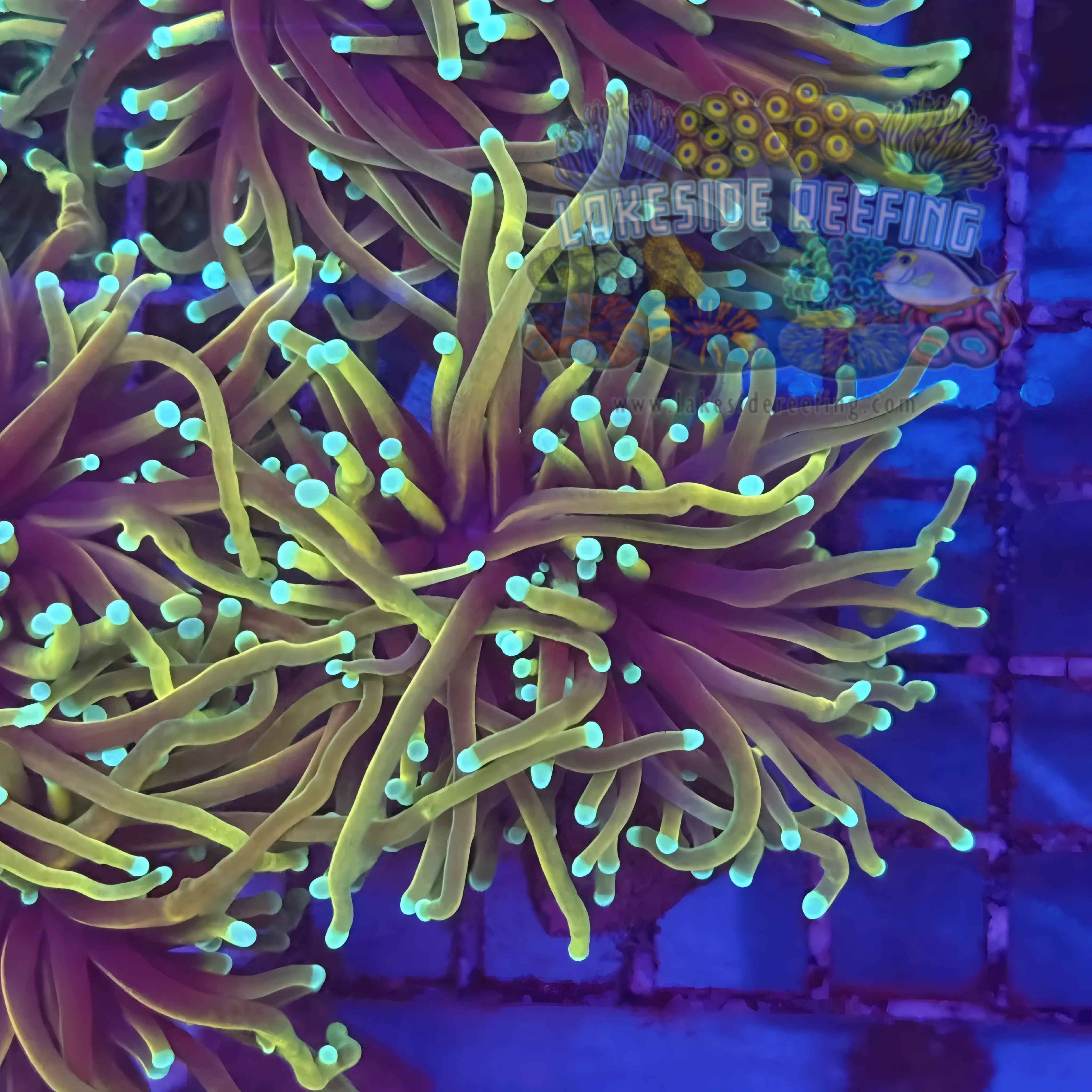 Freezerburn Torch Coral R4C1