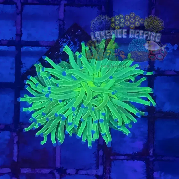 Todds Torch Coral R4D4