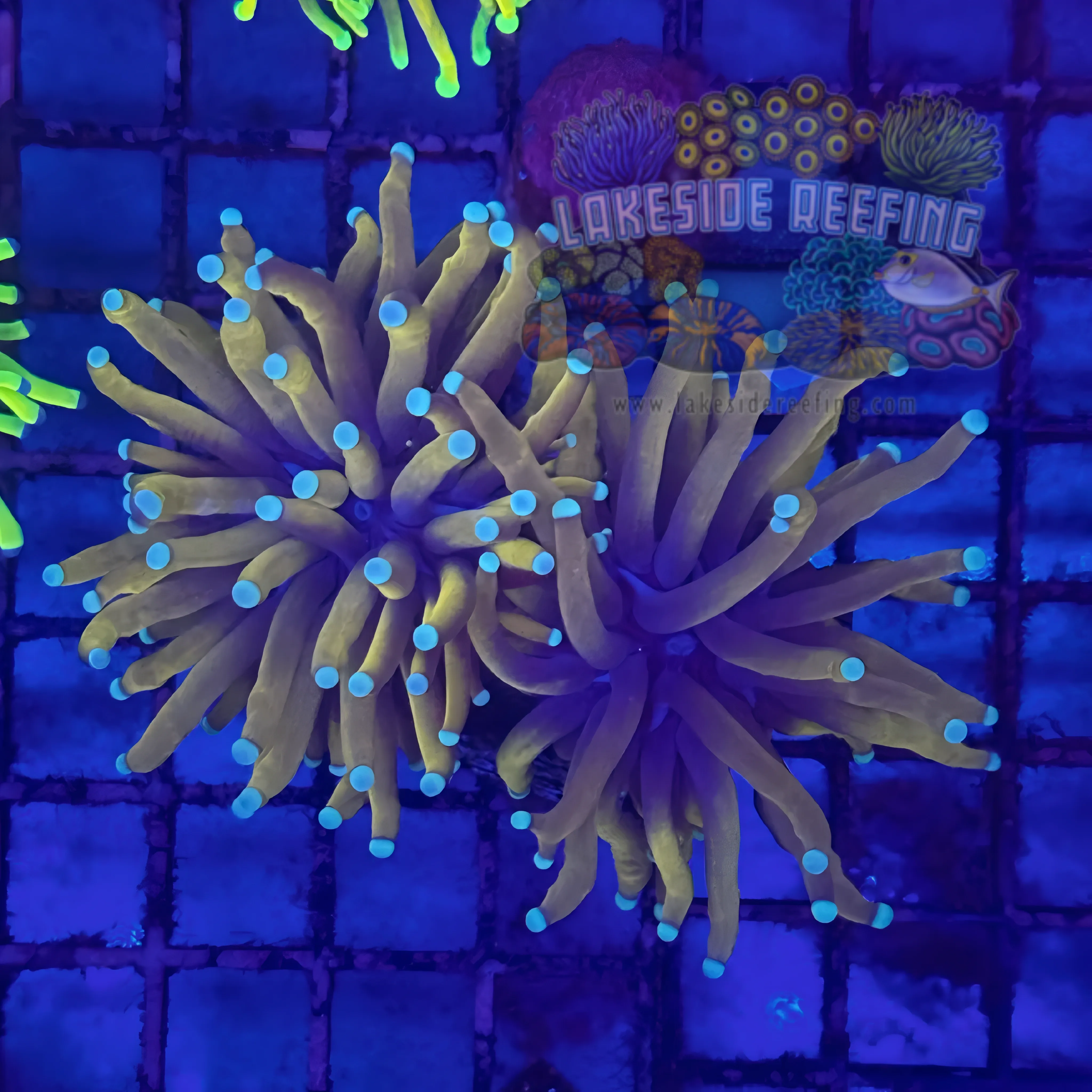 Ultra 24k Gold Torch Coral R4D6