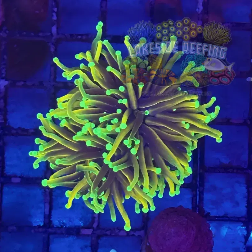 Ultra Hellfire Torch Coral R4D7