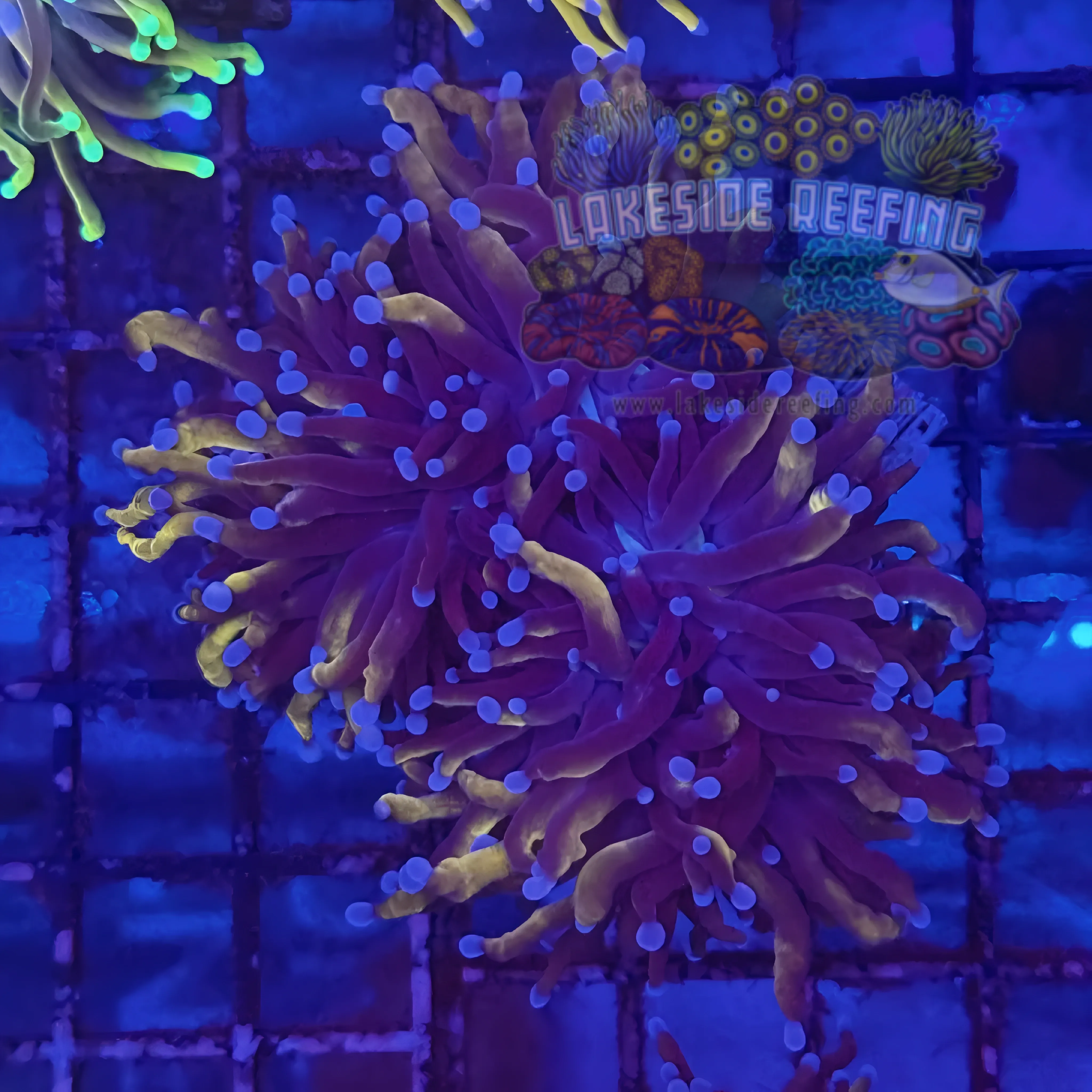 Deep Purple and Gold Torch Coral R5A2