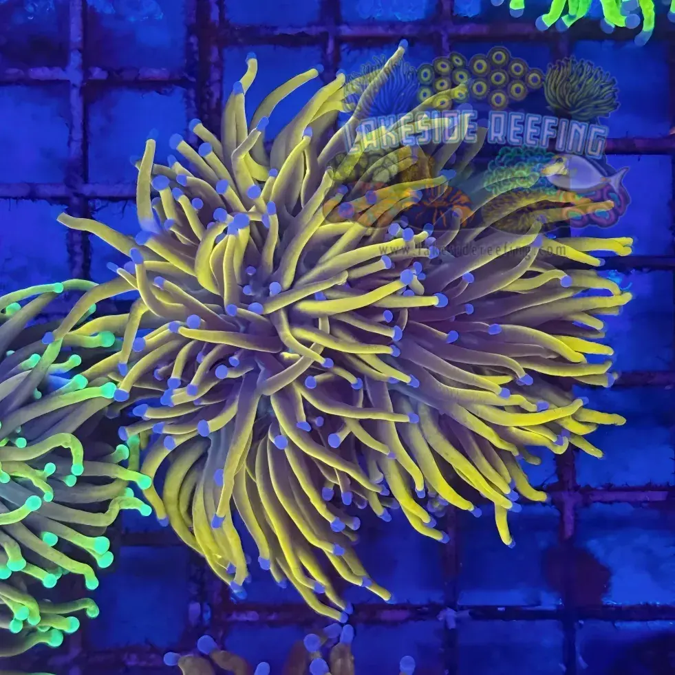 Ultra 24K Gold Torch Coral R5A3