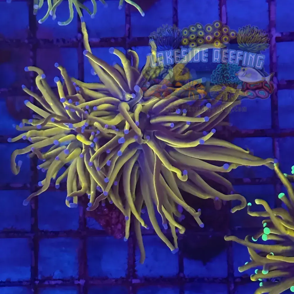 Ultra 24K Gold Torch Coral R5A6