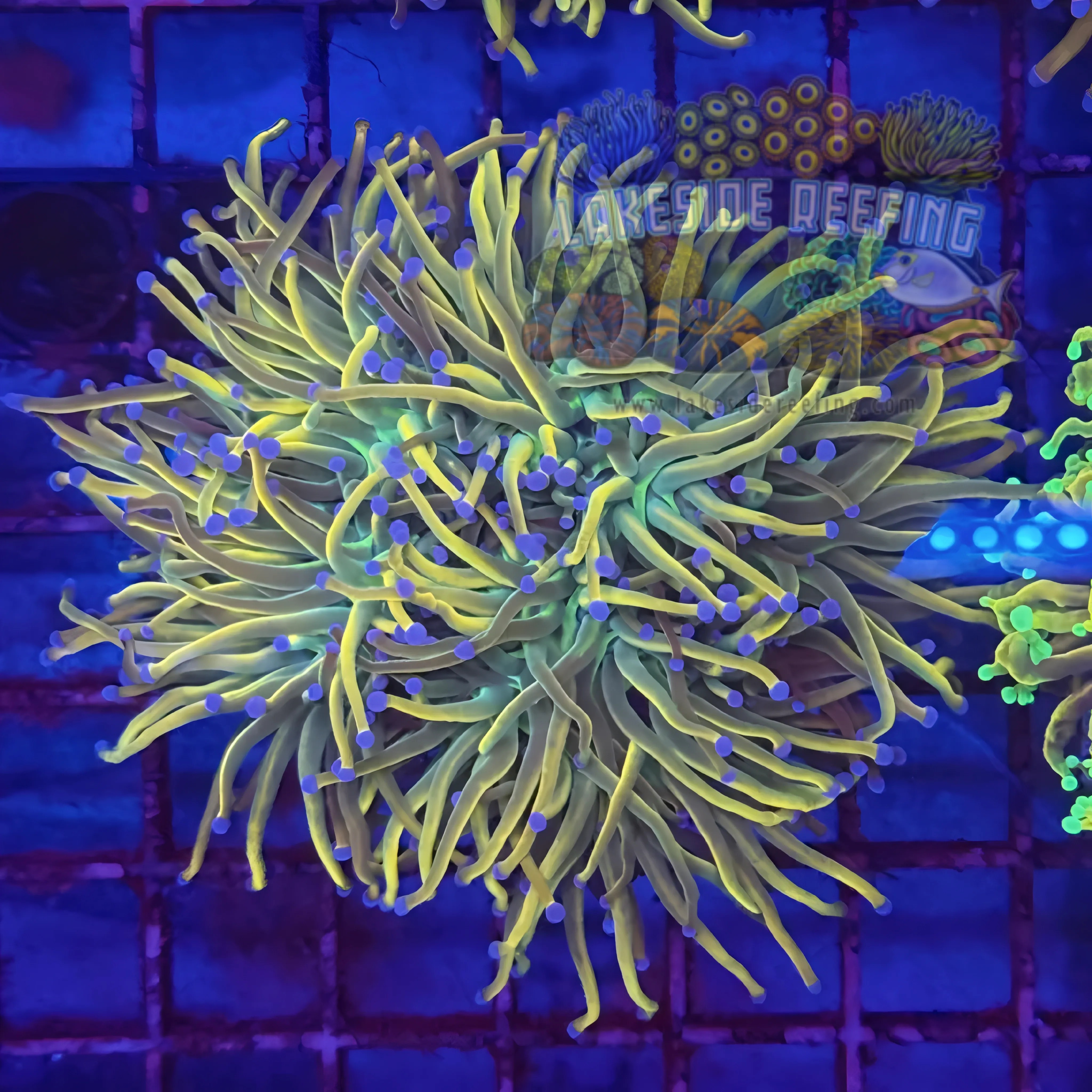 Ultra Gold Dragon Tamer Torch Coral R5B2