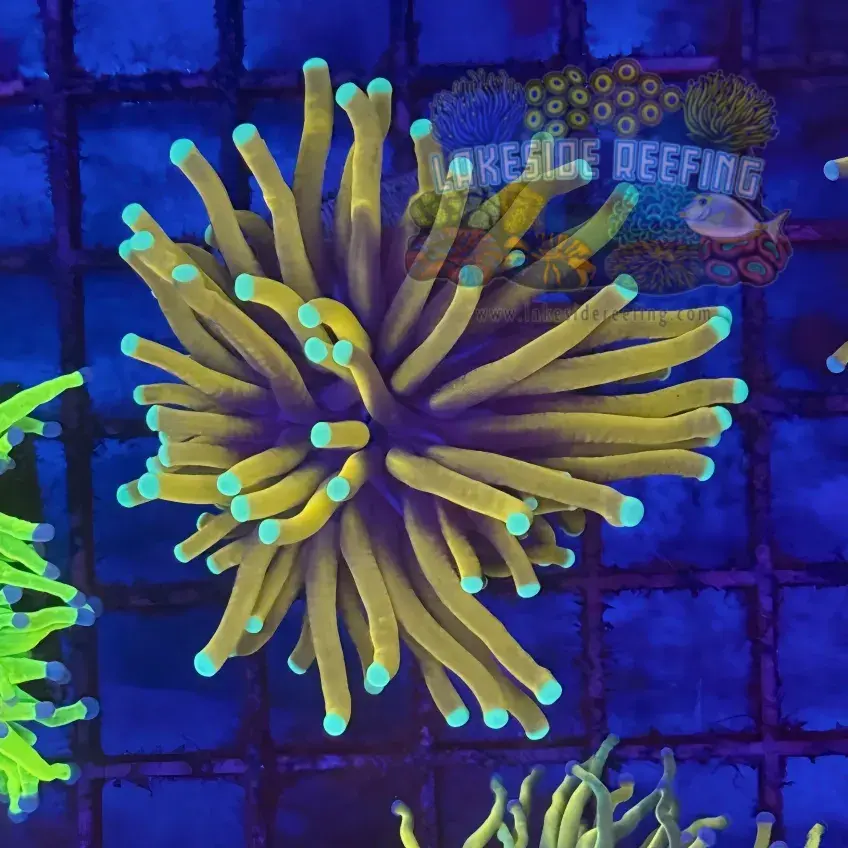 Ultra Gold 24K Torch Coral R5B4