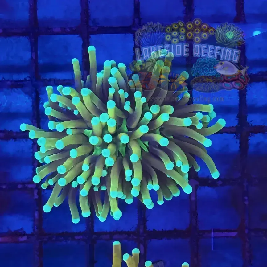 Ultra Gold Honey Torch Coral R5B5