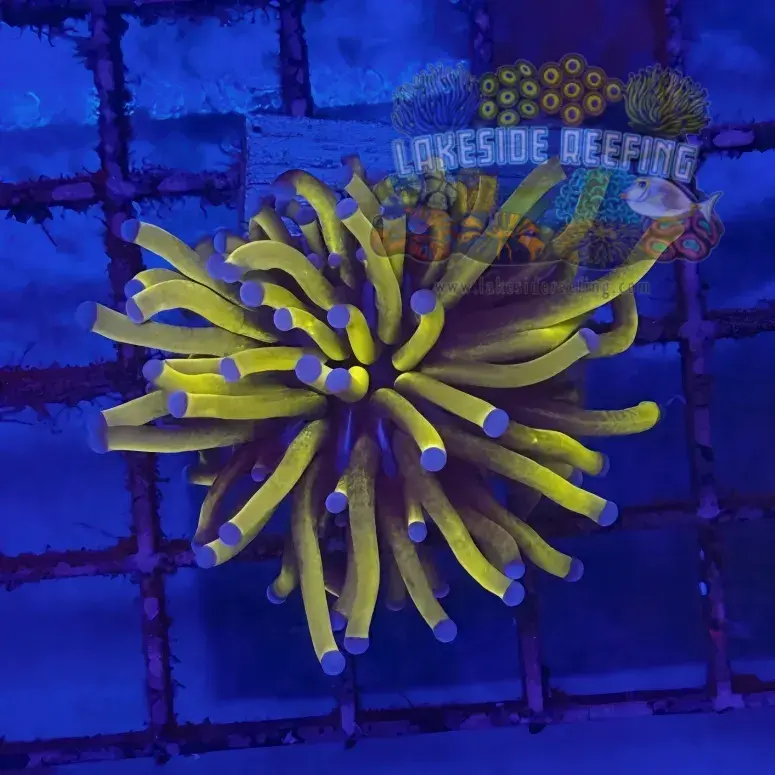 Ultra Gold 24K Torch Coral R5C1