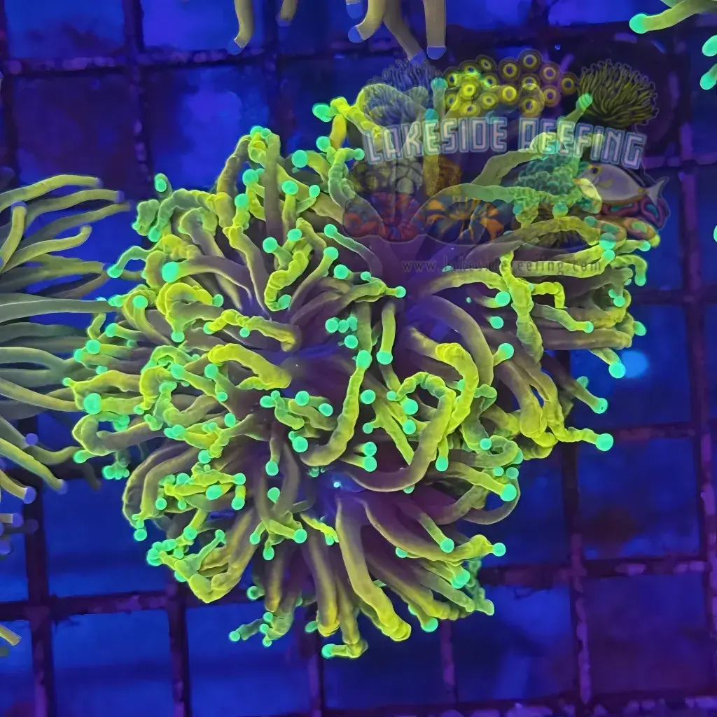 Ultra Dragon Soul Torch Coral R5C2