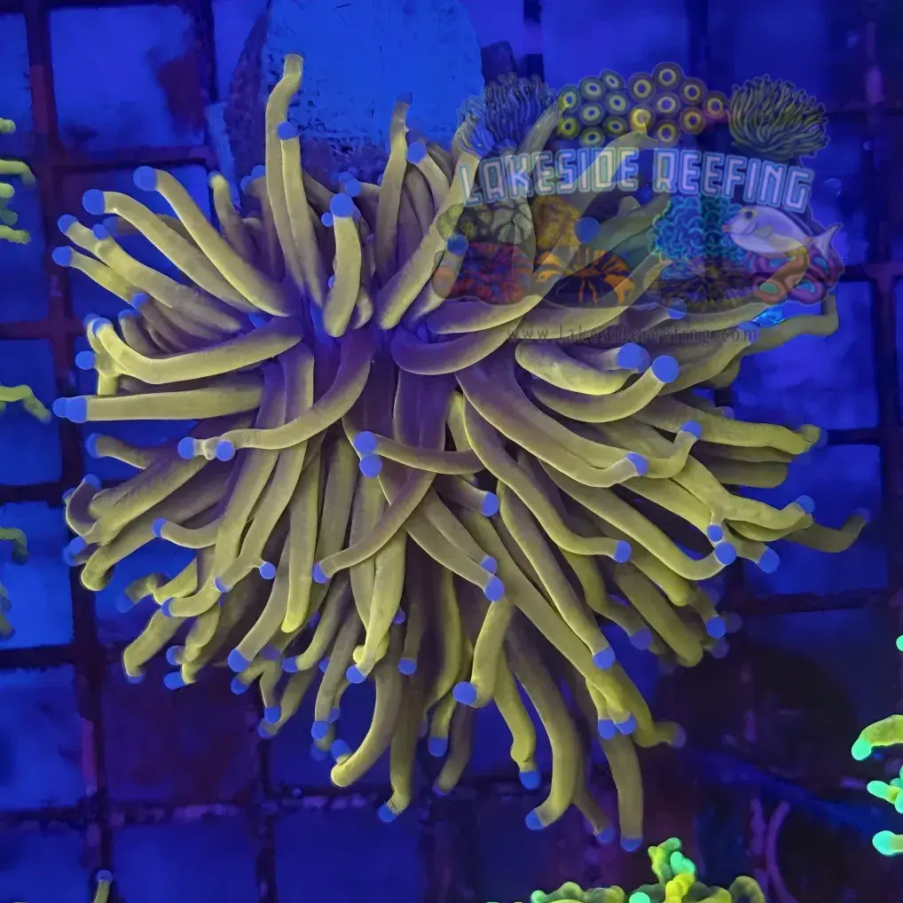 Ultra Gold 24K Torch Coral R5C3