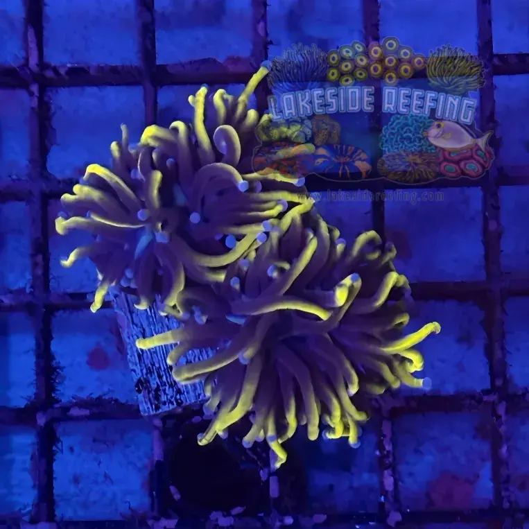 Deep Gold NY Knicks Torch Coral R5C6