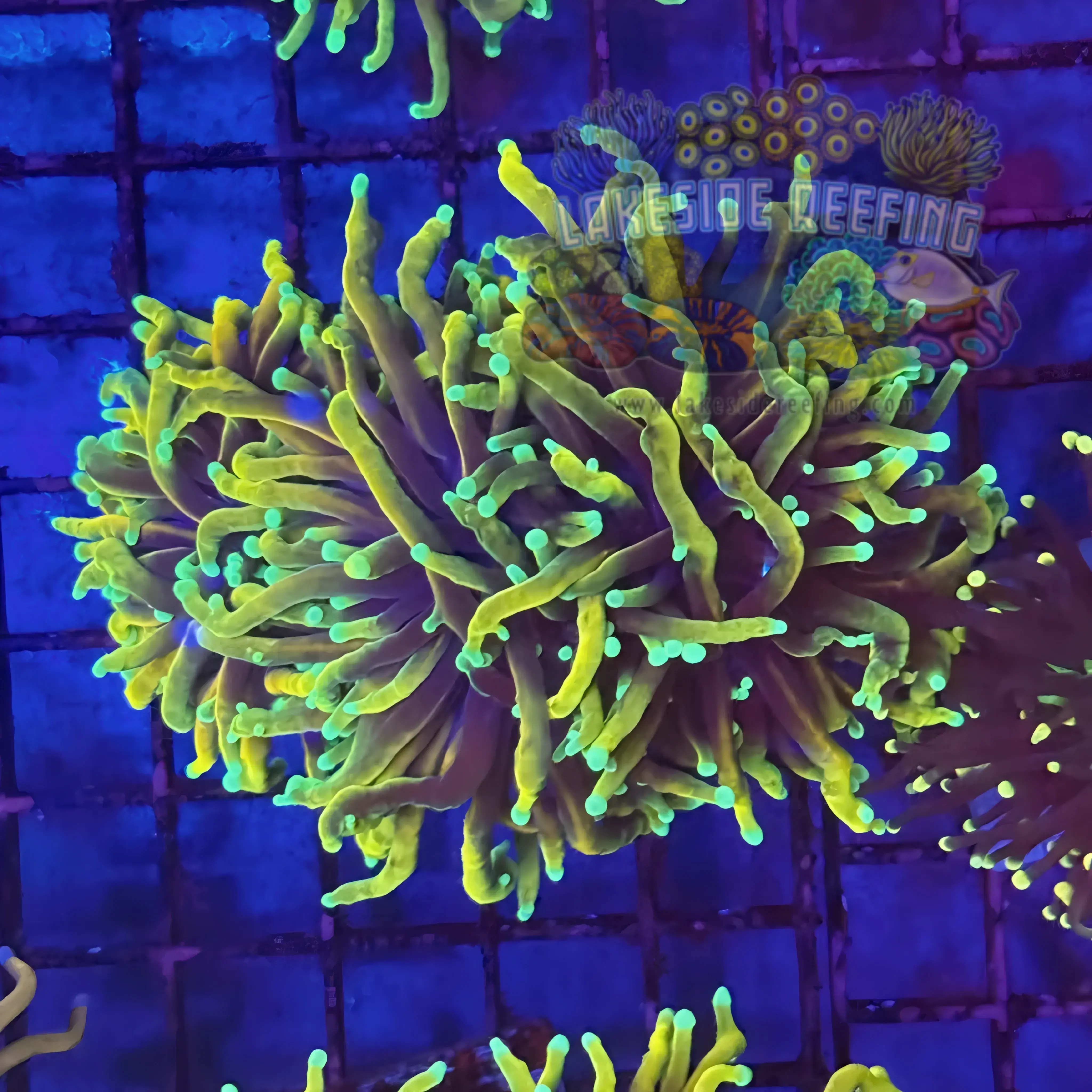 Ultra Gold Hellfire Torch Coral R5D3