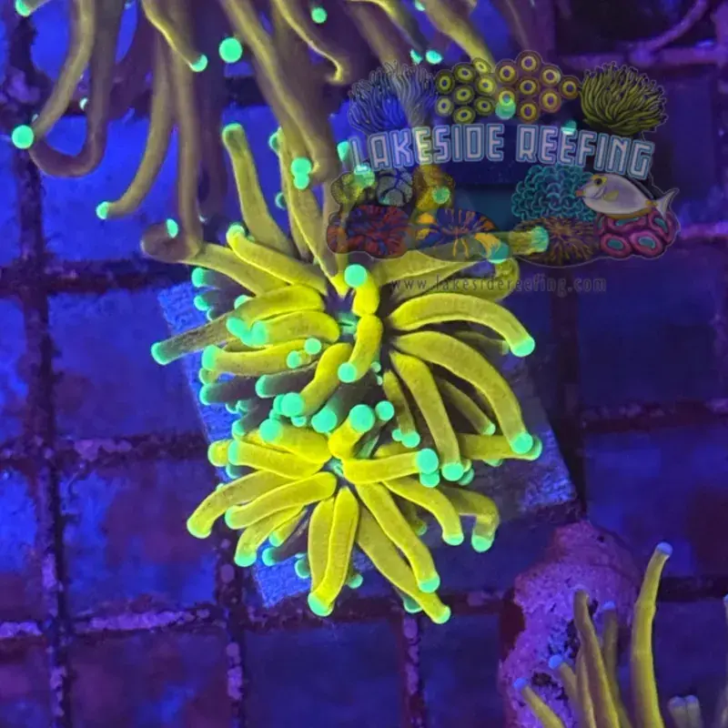 Ultra Gold Tiger Torch Coral R6A5