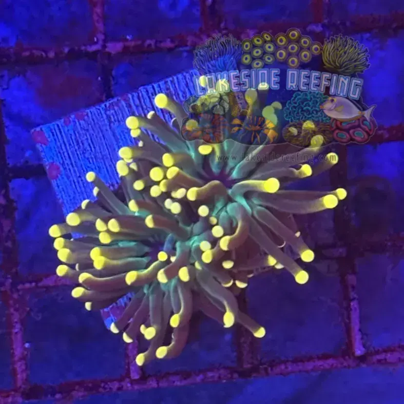 Super Sonic Torch Coral R6B1