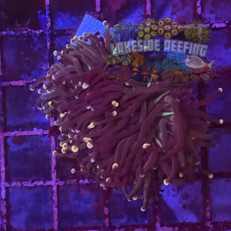 Miami Hurricane Joker Torch Coral R6B2