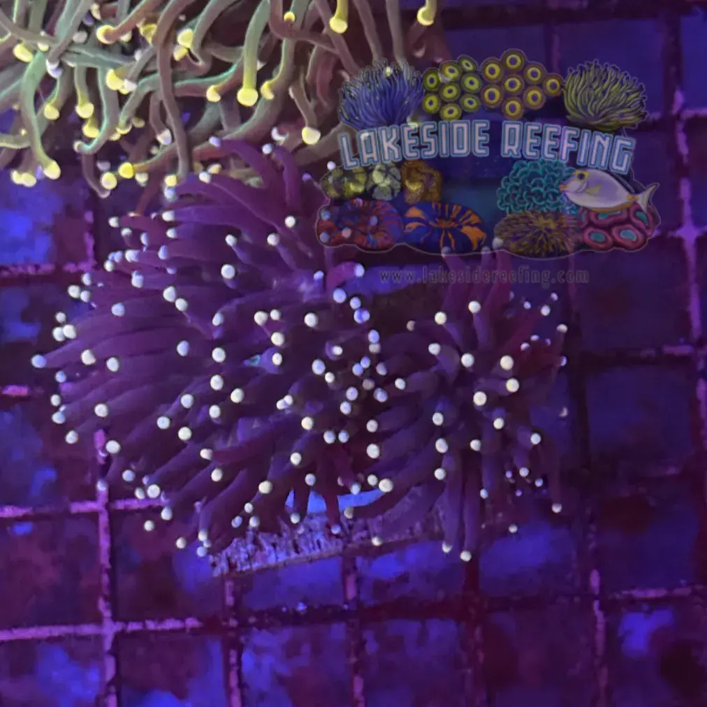 Dark Purple Torch Coral R6B4