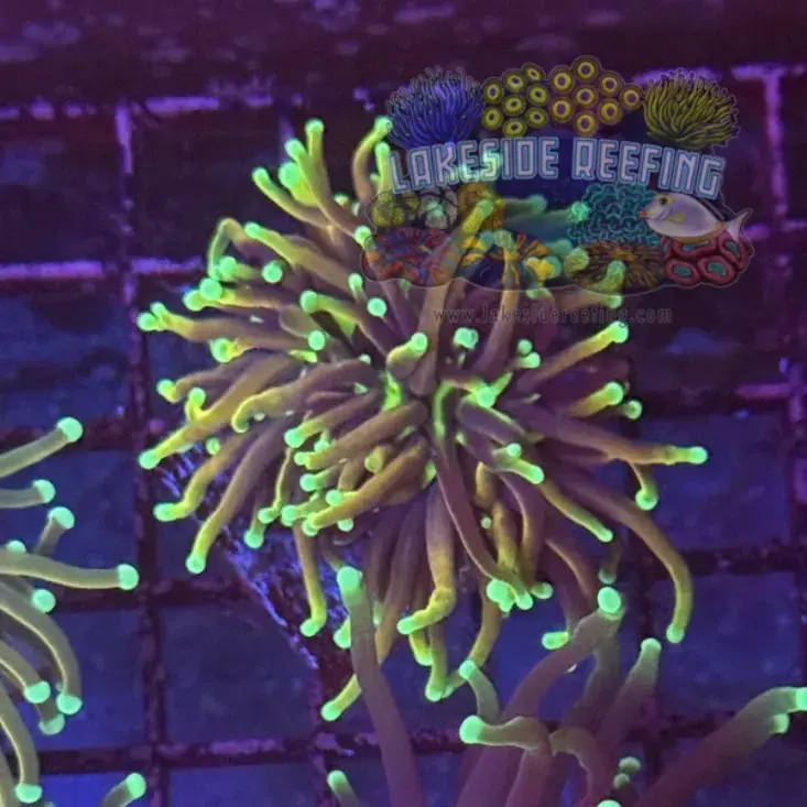 Ultra Dragon Soul Torch Coral R6B7