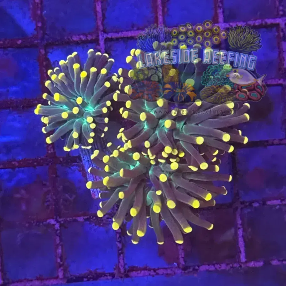 Super Sonic Torch Coral R6C1