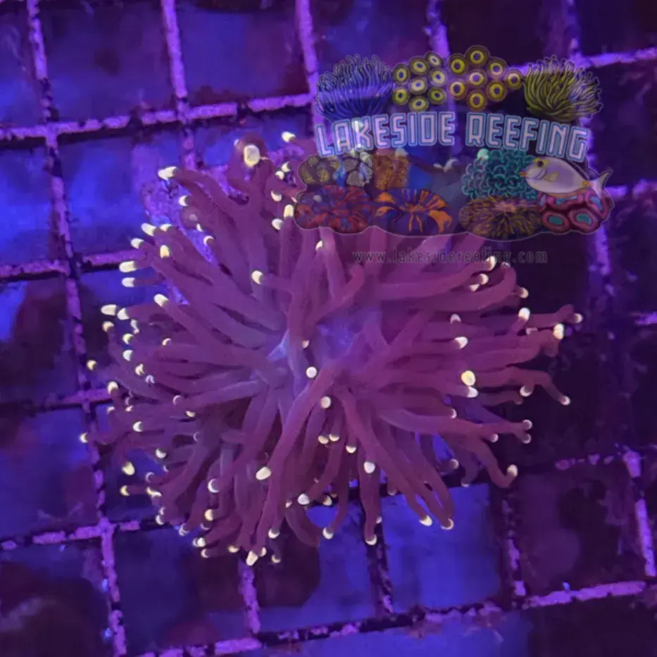 Purple with Pink Tips Torch Coral R6D1