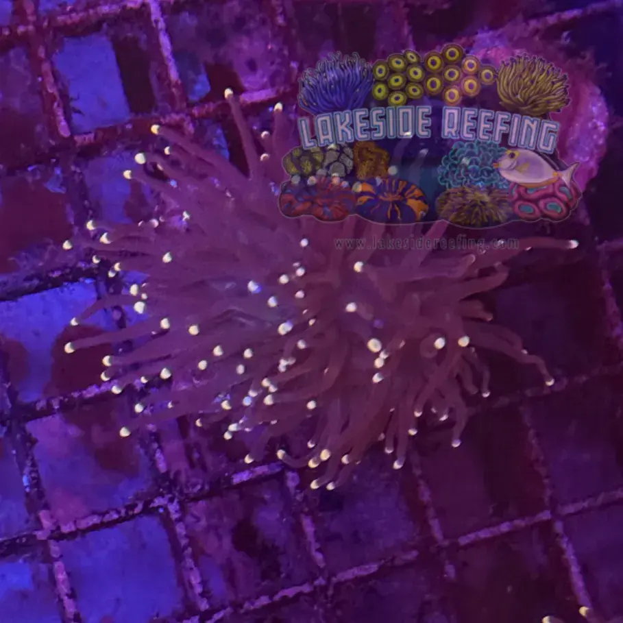 Purple with Pink Tips Torch Coral R6D4