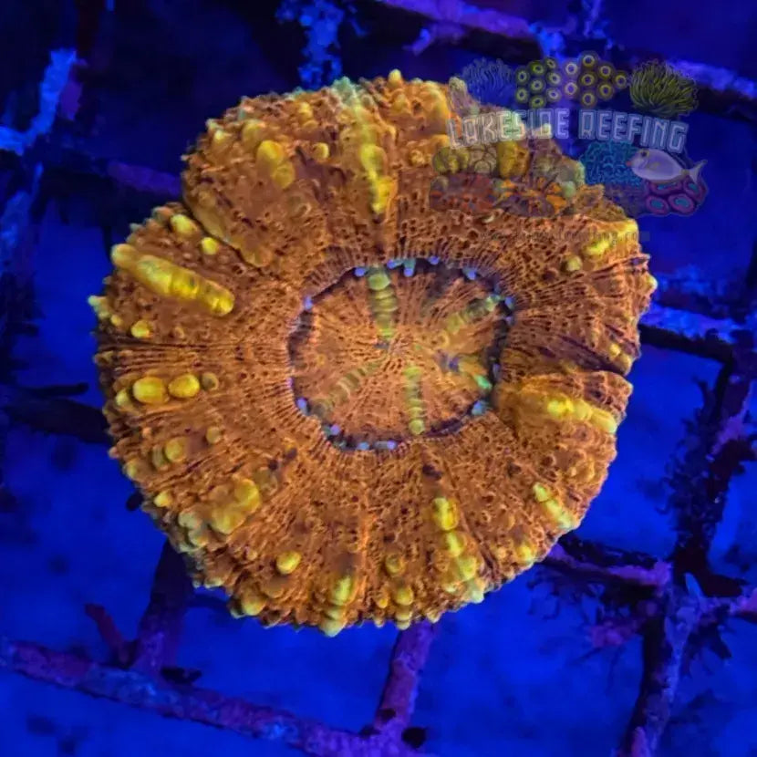 Burning Fire Button Scoly Coral