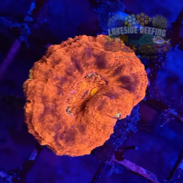 Hot Lava Button Scoly Coral