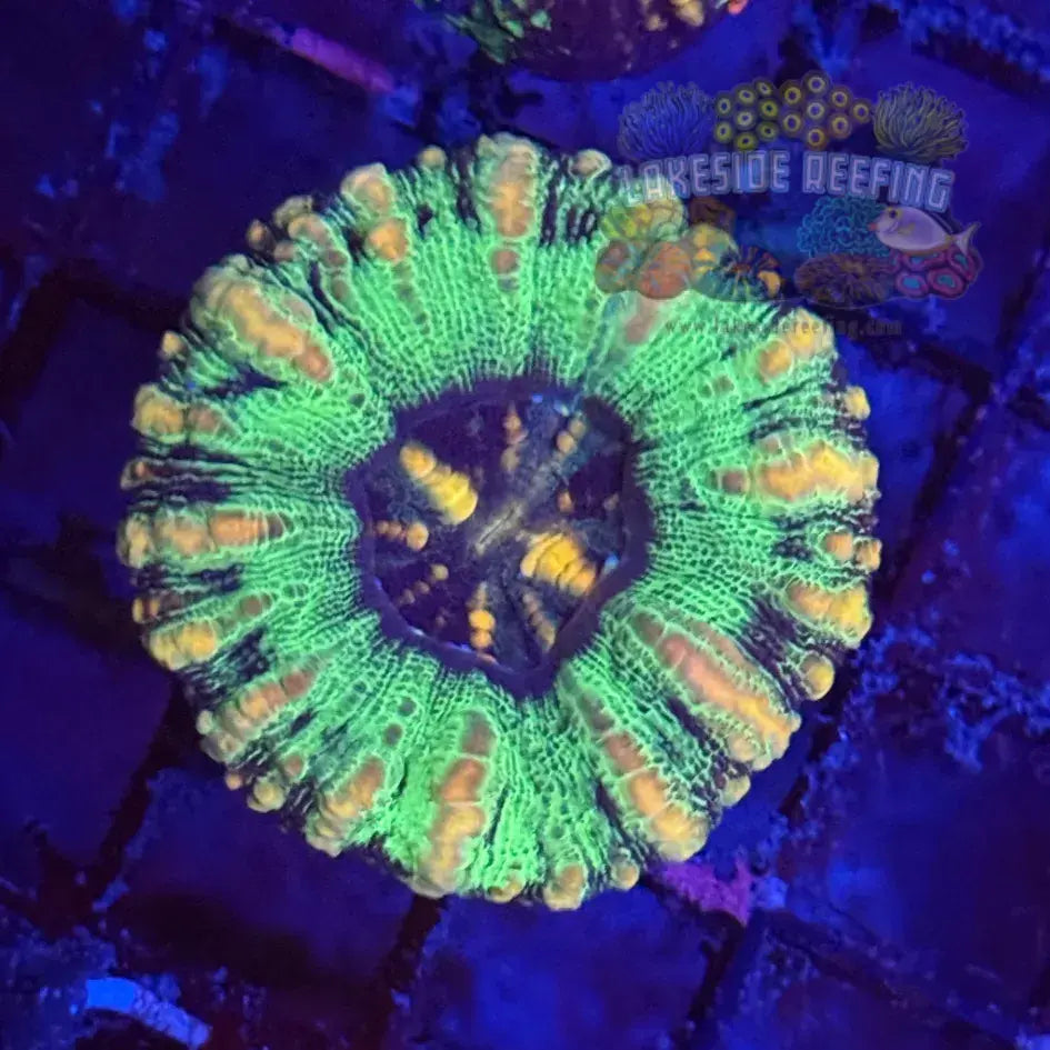 Green Button Scoly Coral