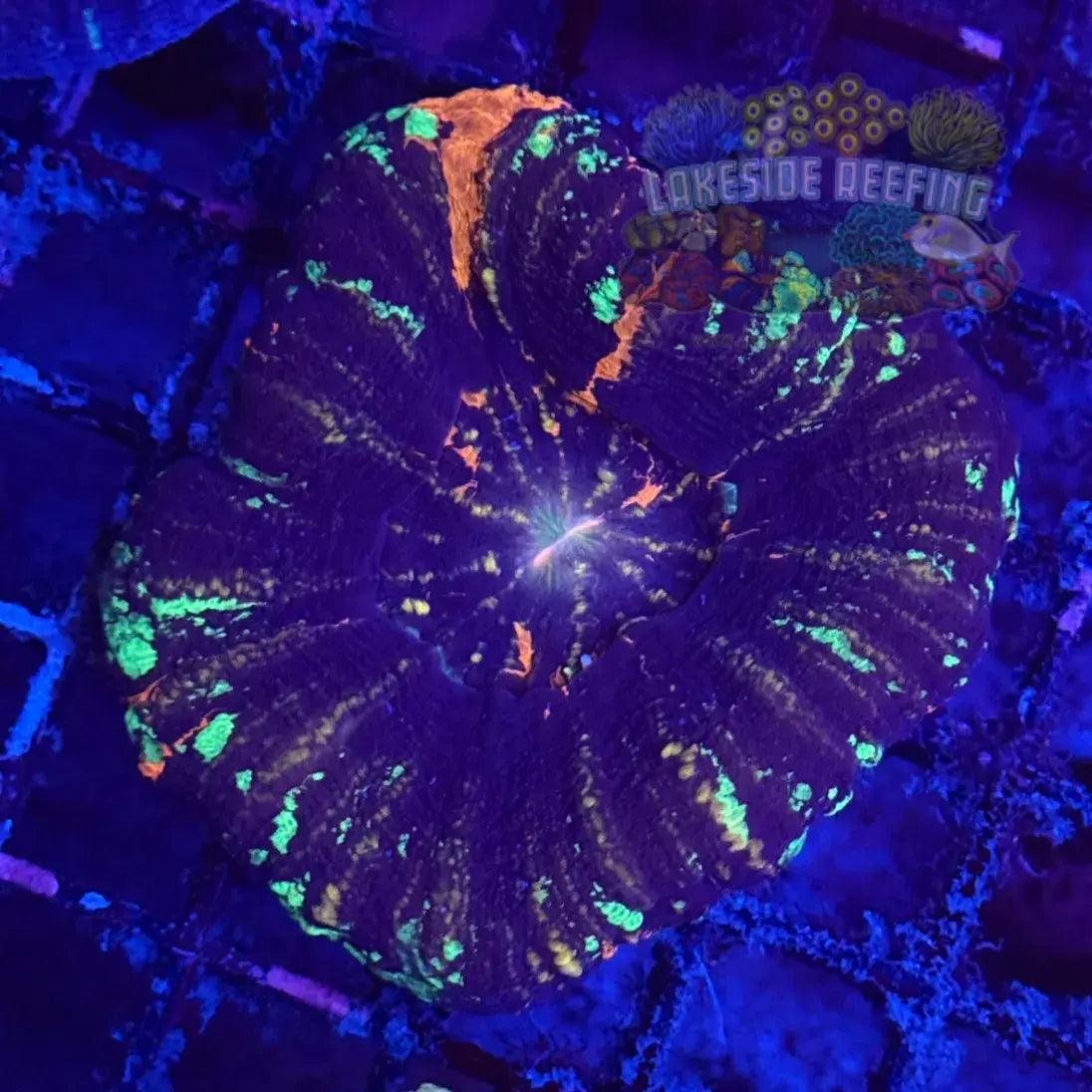 Splatter War Paint Scoly Coral