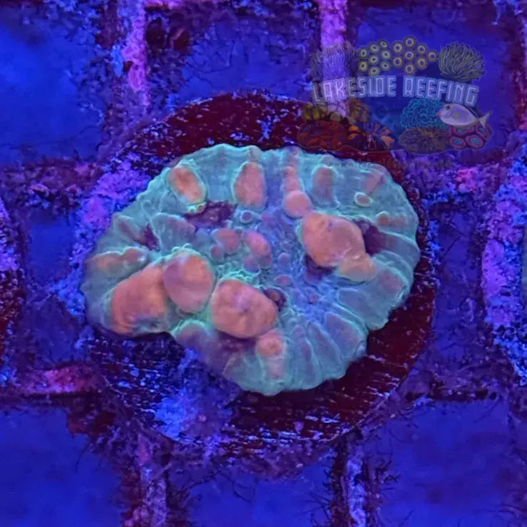 WWC Cosmic Candy Bounce Chalice Coral - 2