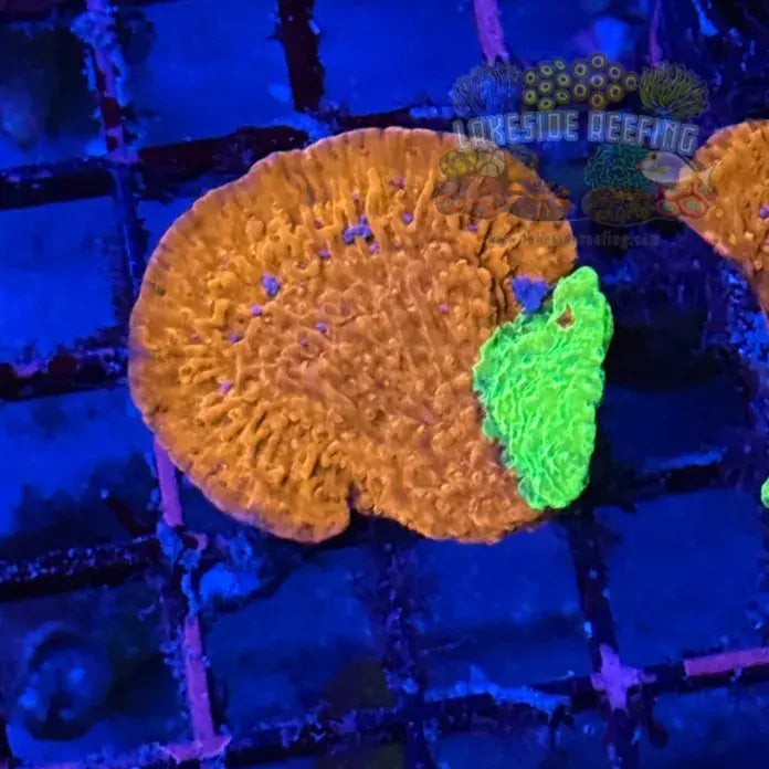 WWC Grafted Montipora Coral - 3