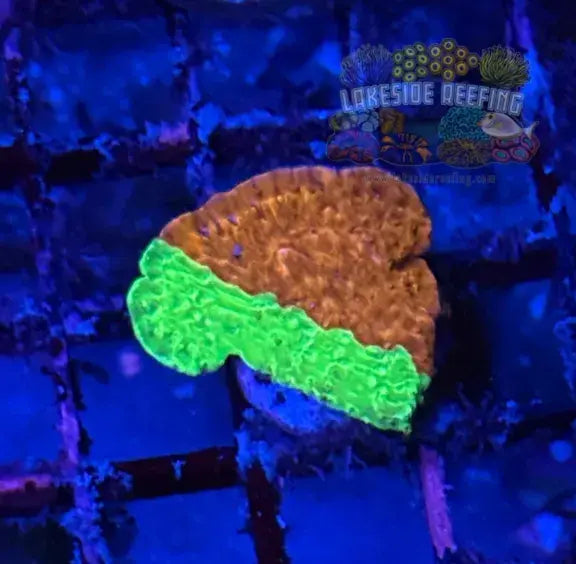 WWC Grafted Montipora Coral - 2