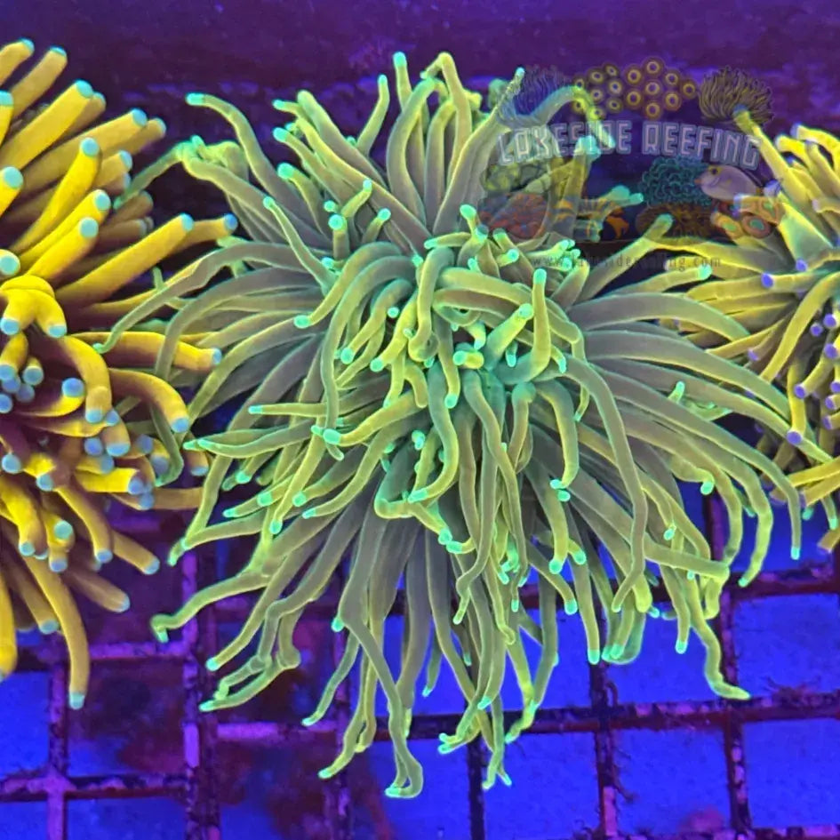 Ultra Master Torch Coral R5A8