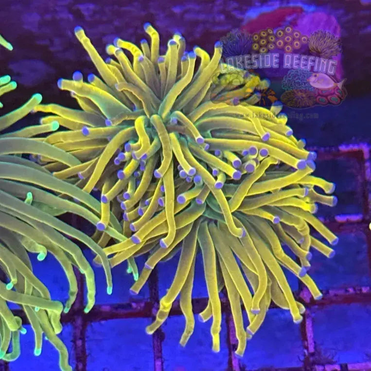 Ultra Dragon Tamer Torch Coral R5B8