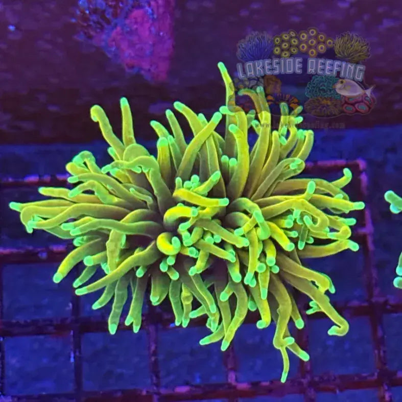 Dragon Soul Torch Coral R5D8