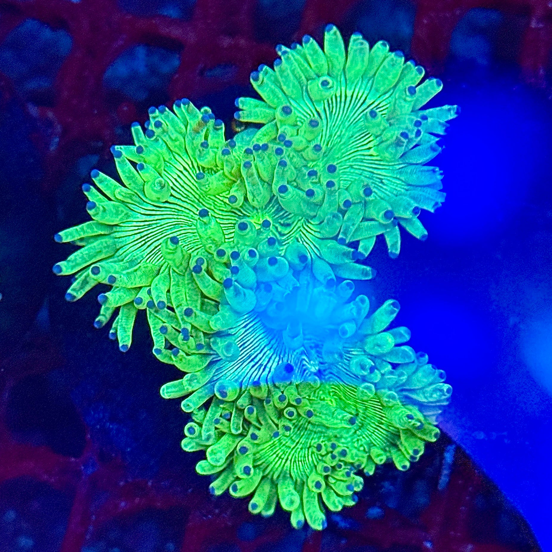 Bright Green Elegance Catalaphyllia jardinei Coral 2