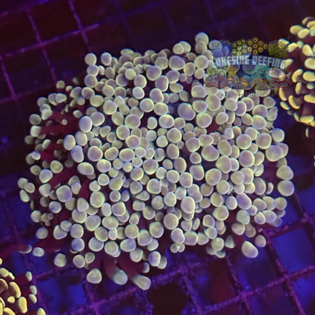 Gold Master Hammer Coral R1A3