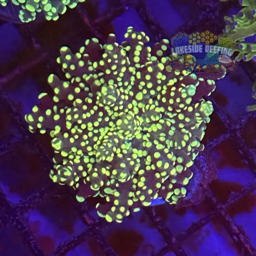 Yellow Tip Yaeyaemaensis Coral R1B5