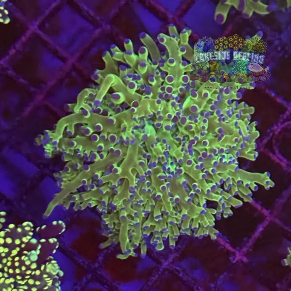 Toxic Green Blue Tipped Frogspawn Coral R1B6