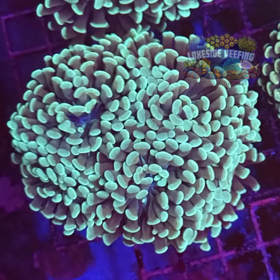 Mint Green Hammer Coral R1C1